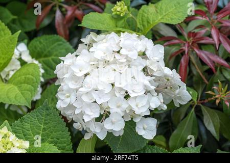Garten-Hortensie (Hydrangea macrophylla ENDLESS SUMMER ® 'The Bride') Stock Photo