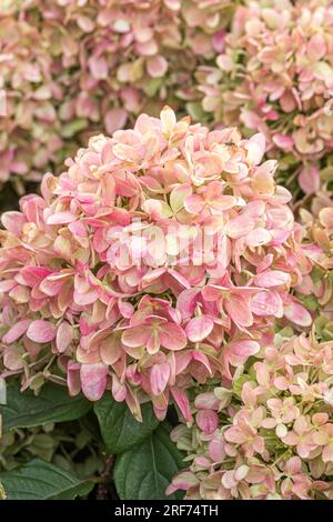 Rispen-Hortensie (Hydrangea paniculata LITTLE LIME) Stock Photo