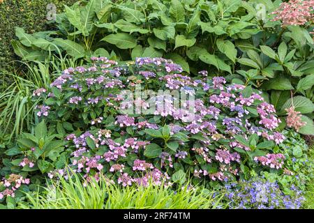 Teller-Hortensie (Hydrangea serrata var. koreana) Stock Photo