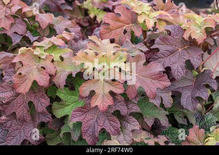Eichenblatt-Hortensie (Hydrangea quercifolia 'Ruby Slippers') Stock Photo