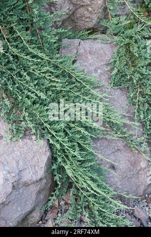 Kriech-Wacholder (Juniperus horizontalis ICEE BLUE) Stock Photo