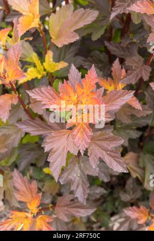 Rotblättrige Blasenspiere (Physocarpus opulifolius DIABLE D'OR) Stock Photo