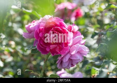 Englische Rose (Rosa PRINCESS ANNE) Stock Photo