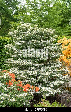 Etagen-Schneeball (Viburnum plicatum 'Watanabe') Stock Photo