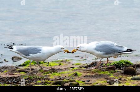 Seagulls tug of war over food Stock Photo