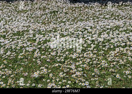 A lawn covered in daisies, Buxton Stock Photo