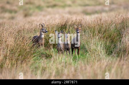 Roe deer family in grassland Stock Photo