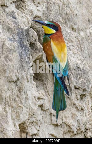 Bienenfresser (Merops apiaster) Stock Photo