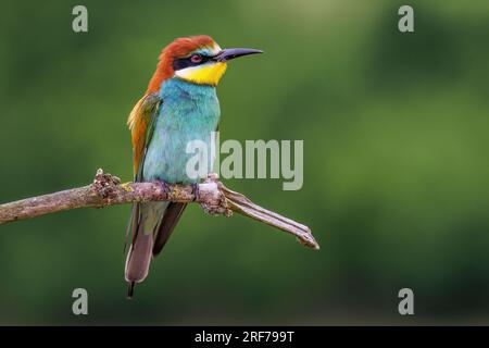 Bienenfresser (Merops apiaster) Stock Photo