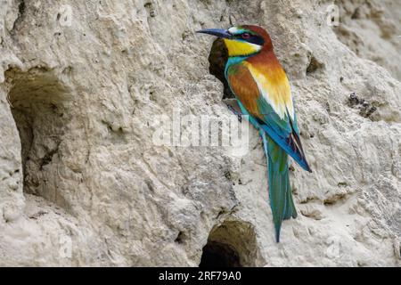 Bienenfresser (Merops apiaster) Stock Photo