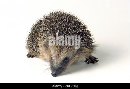 Europäischer Igel, Studioaufnahme, Freisteller, (Erinaceus europaneus), Stock Photo