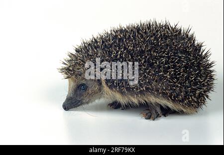 Europaeischer Igel, Studioaufnahme, Freisteller, (Erinaceus europaneus), Stock Photo