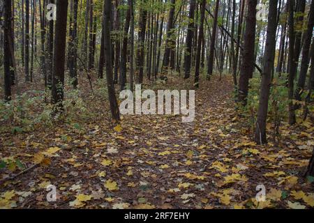 photo autumn forest with fallen maple leaves from trees Stock Photo