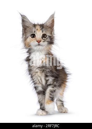 Adorable cute tortie cat kitten, standing up facing front. Looking towards camera. Isolated on a white background. Stock Photo