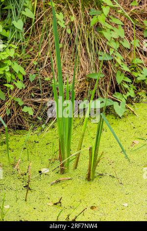 Green plants and algae cover the water of a lake near the shore in humid summer Stock Photo