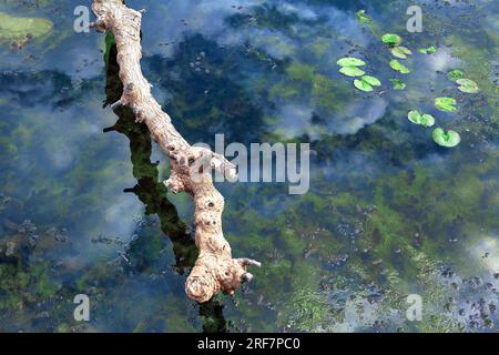 Dry tree trunk in the water with lily pads Stock Photo