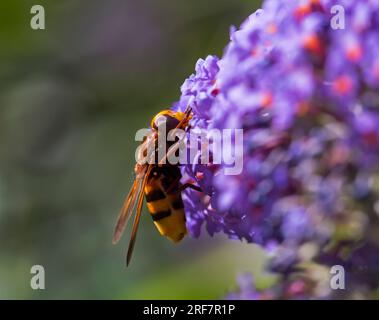 Hornet mimic hoverfly, Volucella Zonaria, feeding on Buddleia flower in garden at Dorset UK in July, also known as belted hoverfly Stock Photo