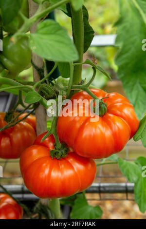 Beef tomato "Beefsteak" growing and ripening in a greenhouse in Devon. Steak tomato, ideal for barbeques and hamburgers. Stock Photo