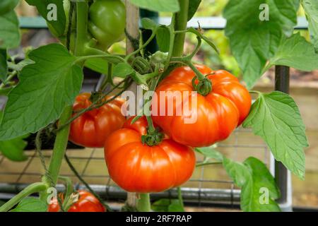 Beef tomato "Beefsteak" growing and ripening in a greenhouse in Devon. Steak tomato, ideal for barbeques and hamburgers. Stock Photo