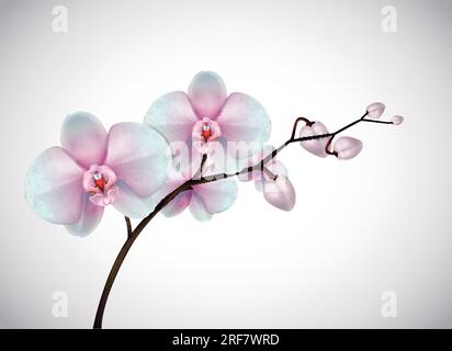 Beautiful three day old white and pink Orchids flowers in branch isolated on background. Orchid flower closeup. Stock Vector