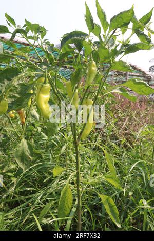 The banana pepper is a medium-sized member of the chili pepper family that has a mild, tangy taste Stock Photo