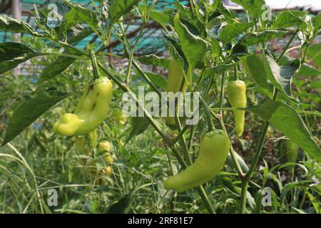 The banana pepper is a medium-sized member of the chili pepper family that has a mild, tangy taste Stock Photo