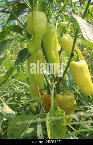 The banana pepper is a medium-sized member of the chili pepper family that has a mild, tangy taste Stock Photo