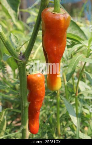 The banana pepper is a medium-sized member of the chili pepper family that has a mild, tangy taste Stock Photo