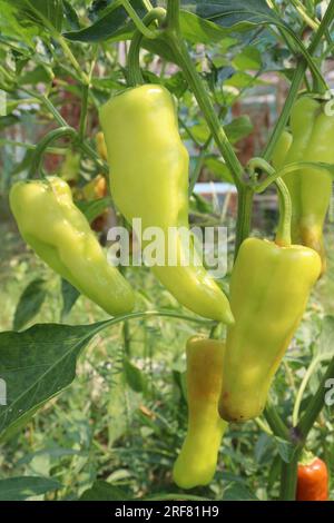 The banana pepper is a medium-sized member of the chili pepper family that has a mild, tangy taste Stock Photo