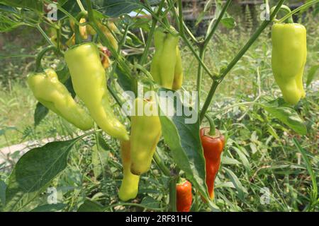 The banana pepper is a medium-sized member of the chili pepper family that has a mild, tangy taste Stock Photo