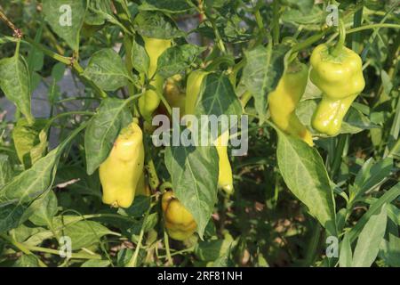 The banana pepper is a medium-sized member of the chili pepper family that has a mild, tangy taste Stock Photo