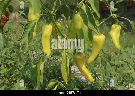 The banana pepper is a medium-sized member of the chili pepper family that has a mild, tangy taste Stock Photo