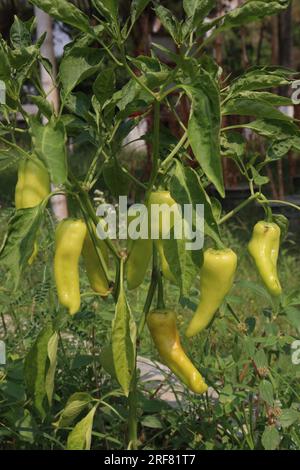 The banana pepper is a medium-sized member of the chili pepper family that has a mild, tangy taste Stock Photo