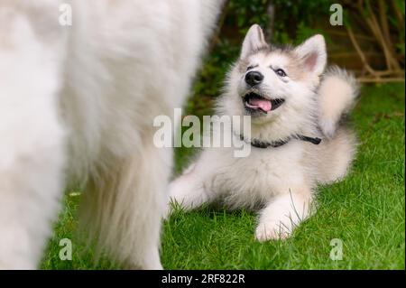 Alaskan Malamute puppy Stock Photo