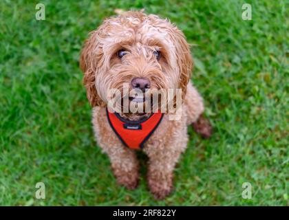 Cockapoo Stock Photo