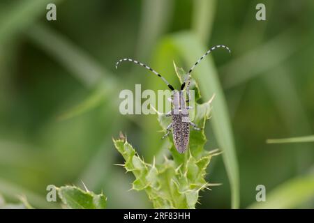 Golden bloomed grey longhorn beetle Agapanthia villosoviridescens, Golden iridesent bloom on elytra and thorax black and white banded long antennae Stock Photo