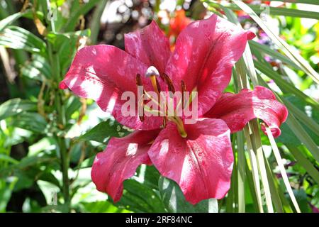 Lilium tree lily ÔPink Explosion'  n flower. Stock Photo