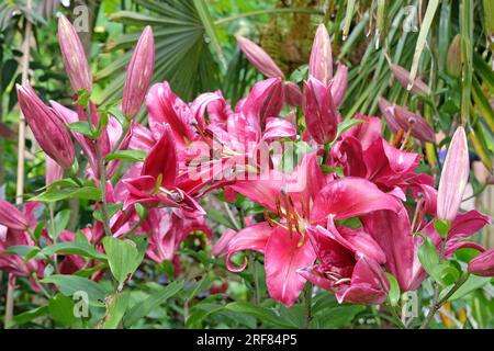 Lilium tree lily ÔPink Explosion'  n flower. Stock Photo