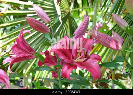 Lilium tree lily ÔPink Explosion'  n flower. Stock Photo