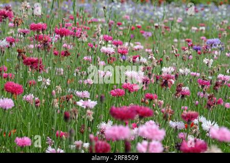 BachelorÕs button cornflower in flower. Stock Photo
