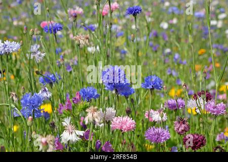 BachelorÕs button cornflower in flower. Stock Photo