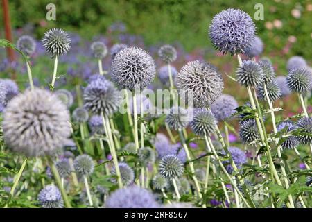 Echinops 'Taplow Blue' globe thistle in flower Stock Photo