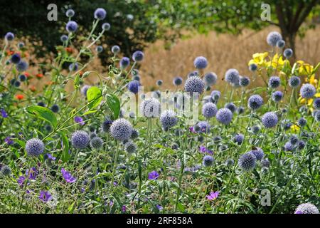 Echinops 'Taplow Blue' globe thistle in flower Stock Photo