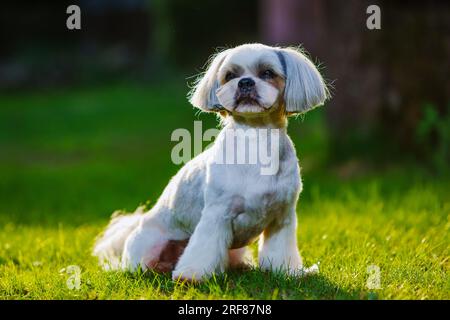 Shih tzu dog sitting on grass in garden Stock Photo