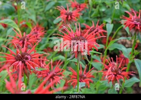 Red Monarda 'Oneida' in flower Stock Photo - Alamy