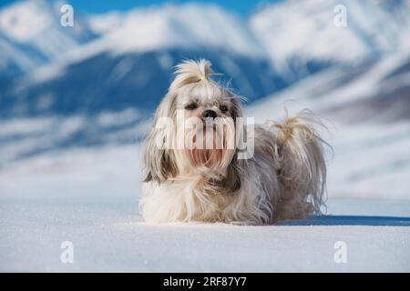 Shih tzu dog standing in snow on mountains background at winter Stock Photo