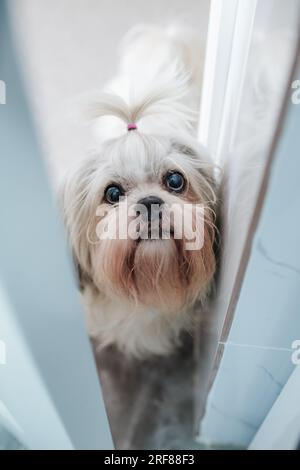Shih tzu dog peek through open door Stock Photo