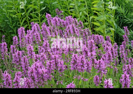Purple Betonica officinalis, or Betony, in flower Stock Photo