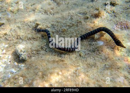 Very rare imge of banded bootlace sea worm - (Notospermus geniculatus), Underwater image into the Mediterranean sea Stock Photo