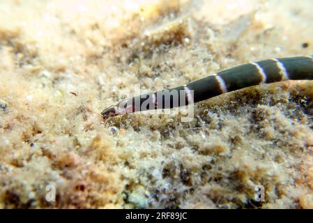 Very rare imge of banded bootlace sea worm - (Notospermus geniculatus), Underwater image into the Mediterranean sea Stock Photo